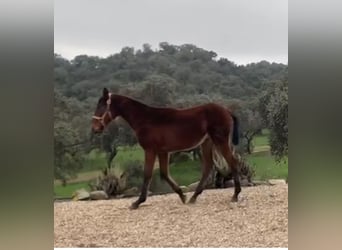 Spaans sportpaard Mix, Hengst, 1 Jaar, 165 cm, Bruin