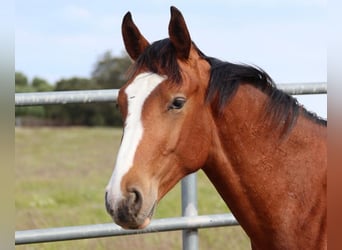 Spaans sportpaard, Hengst, 1 Jaar, Bruin