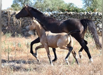 Spaans sportpaard, Hengst, 1 Jaar, Buckskin