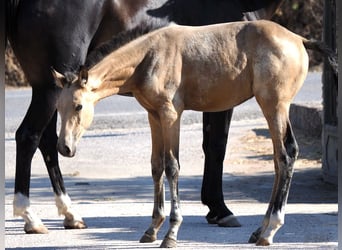 Spaans sportpaard, Hengst, 1 Jaar, Buckskin