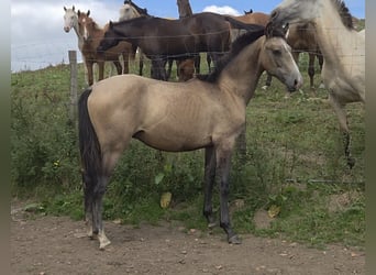 Spaans sportpaard Mix, Hengst, 1 Jaar, Falbe