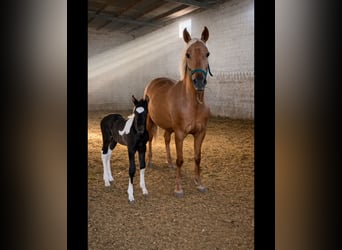 Spaans sportpaard, Hengst, 1 Jaar, Gevlekt-paard