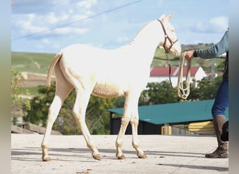 Spaans sportpaard, Hengst, 1 Jaar, Pearl