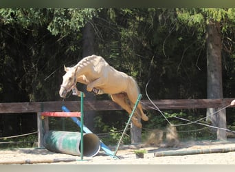 Spanisches Sportpferd, Hengst, 2 Jahre, 165 cm, Palomino