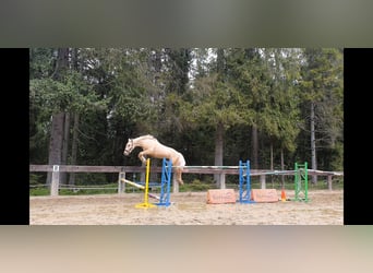 Spaans sportpaard, Hengst, 2 Jaar, 165 cm, Palomino