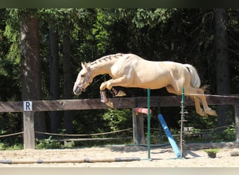 Spaans sportpaard, Hengst, 2 Jaar, 165 cm, Palomino