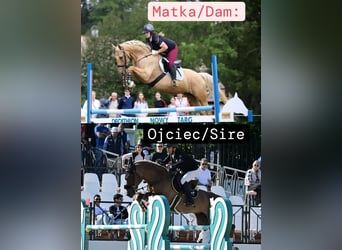 Spaans sportpaard, Hengst, 2 Jaar, 165 cm, Palomino