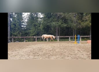 Spaans sportpaard, Hengst, 2 Jaar, 165 cm, Palomino