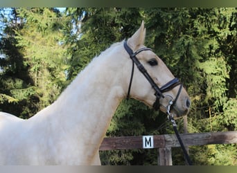 Spaans sportpaard, Hengst, 2 Jaar, 167 cm, Palomino