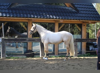 Spaans sportpaard, Hengst, 2 Jaar, 167 cm, Palomino