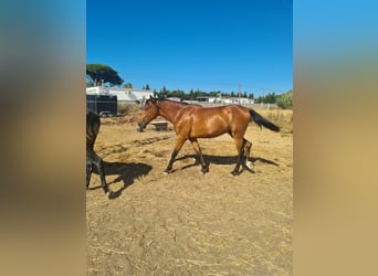 Spaans sportpaard, Hengst, 2 Jaar, Brauner