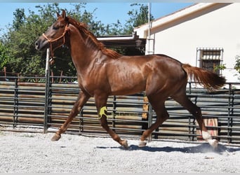 Spaans sportpaard, Hengst, 3 Jaar, 153 cm, Donkere-vos