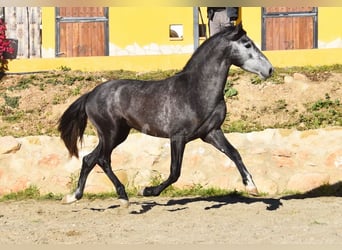 Spaans sportpaard, Hengst, 3 Jaar, 155 cm, Schimmel