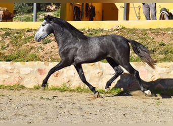 Spaans sportpaard, Hengst, 3 Jaar, 155 cm, Schimmel