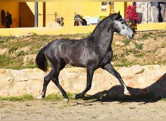 Spaans sportpaard, Hengst, 3 Jaar, 155 cm, Schimmel