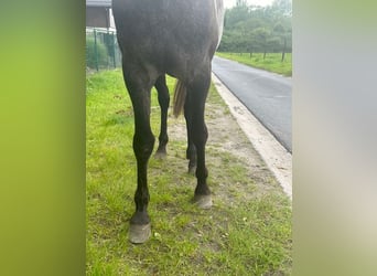 Spaans sportpaard, Hengst, 3 Jaar, 161 cm, Brown Falb schimmel