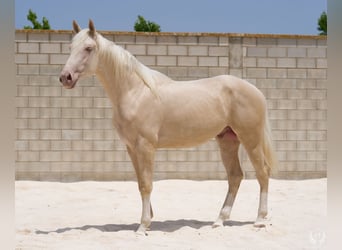 Spaans sportpaard, Hengst, 3 Jaar, 170 cm, Cremello