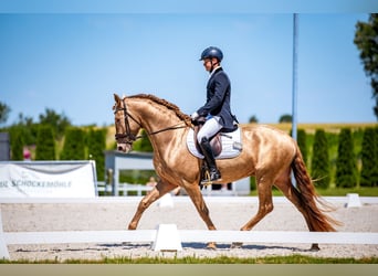 Spaans sportpaard, Hengst, 4 Jaar, 165 cm, Pearl
