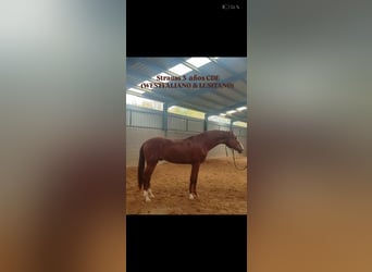 Spaans sportpaard, Hengst, 4 Jaar, 165 cm, Vos