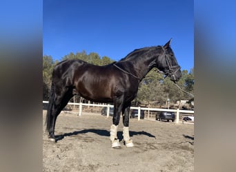 Spaans sportpaard, Hengst, 4 Jaar, 170 cm, Zwart