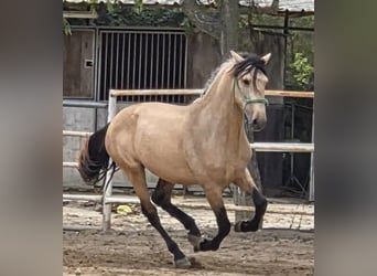 Spaans sportpaard, Hengst, 5 Jaar, 156 cm