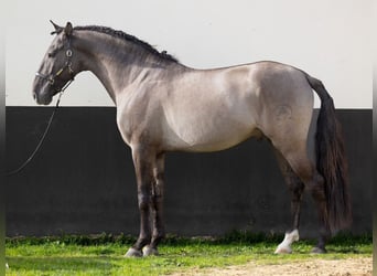 Spaans sportpaard, Hengst, 5 Jaar, 164 cm, Grullo