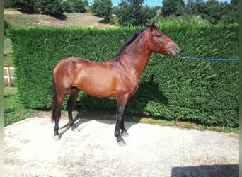 Spaans sportpaard, Hengst, 5 Jaar, 165 cm, Bruin