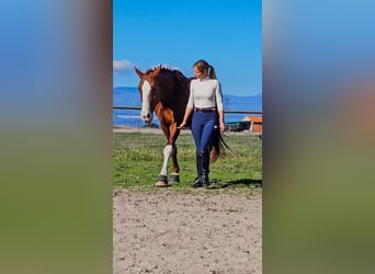Spaans sportpaard, Hengst, 5 Jaar, 166 cm, Vos