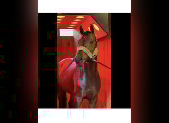 Spaans sportpaard, Hengst, 5 Jaar, 168 cm, Brauner