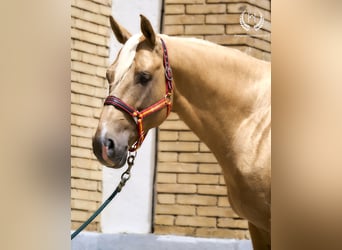 Spanisches Sportpferd, Hengst, 6 Jahre, 163 cm, Palomino