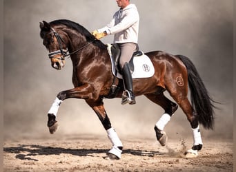 Spaans sportpaard, Hengst, 6 Jaar, 165 cm, Bruin