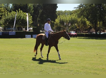Spaans sportpaard, Hengst, 6 Jaar, 167 cm, Vos