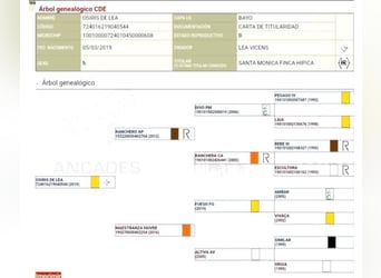 Spaans sportpaard, Hengst, 7 Jaar, 163 cm, Falbe