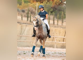 Spaans sportpaard Mix, Hengst, 9 Jaar, 167 cm, Palomino