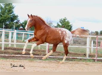 Spaans sportpaard, Hengst, 3 Jaar, 174 cm, Appaloosa