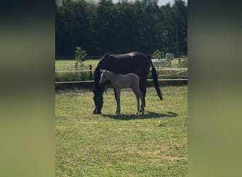 Spaans sportpaard, Hengst, 9 Jaar, 162 cm, Cremello