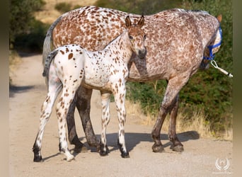 Spaans sportpaard, Hengst, Veulen (07/2026), Appaloosa