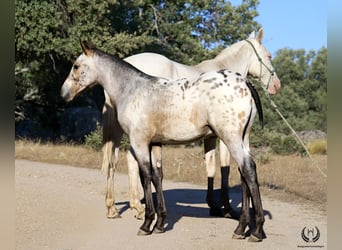 Spaans sportpaard, Hengst, veulen (03/2024), Appaloosa