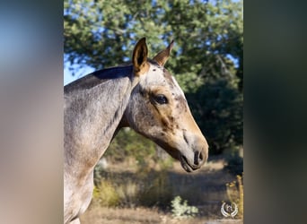 Spaans sportpaard, Hengst, veulen (03/2024), Appaloosa