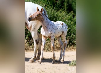 Spaans sportpaard, Hengst, Veulen (01/2026), Appaloosa