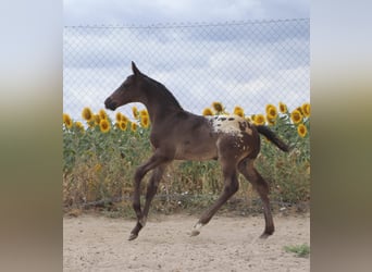 Spaans sportpaard, Hengst, Veulen (01/2025), Appaloosa
