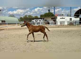 Spaans sportpaard, Hengst, Veulen (04/2026), Schimmel