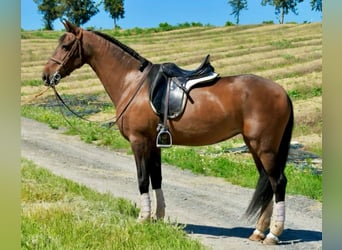 Spaans sportpaard, Merrie, 11 Jaar, 161 cm, Brauner
