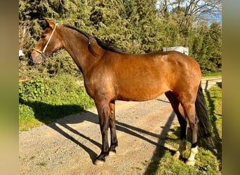 Spaans sportpaard, Merrie, 11 Jaar, 161 cm, Brauner
