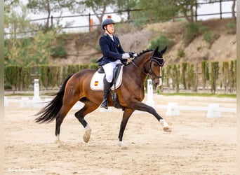 Spaans sportpaard, Merrie, 11 Jaar, 170 cm, Bruin