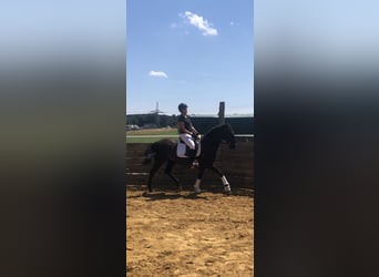 Spaans sportpaard Mix, Merrie, 12 Jaar, 160 cm, Zwartbruin