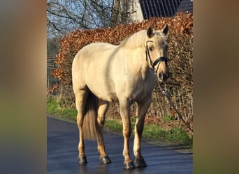Spaans sportpaard, Merrie, 12 Jaar, 163 cm, Palomino