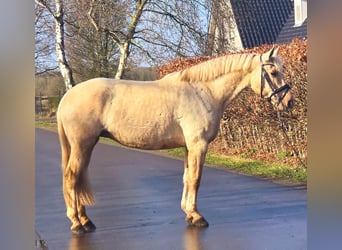 Spaans sportpaard, Merrie, 12 Jaar, 163 cm, Palomino