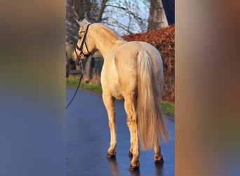 Spaans sportpaard, Merrie, 12 Jaar, 163 cm, Palomino