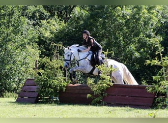 Spaans sportpaard, Merrie, 13 Jaar, 144 cm, Wit
